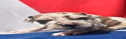 Great Dane dogs for sale: Great Dane - Red Collar - Fawnequin - Ad 5
