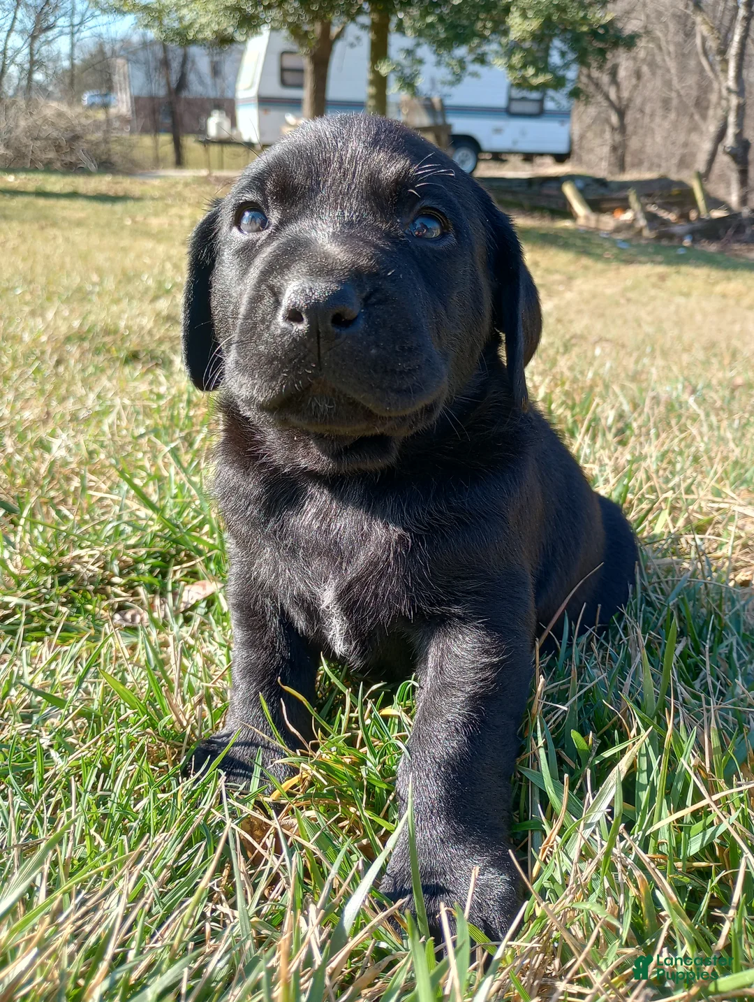Labrador Retriever dogs for sale: Jimmy - Ad 1