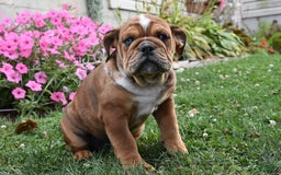 Mixed Breed dogs for sale: Macey - Image 5