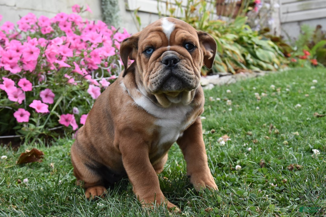 Mixed Breed dogs for sale: Macey - Image 5