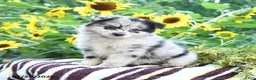 Pomsky dogs for sale: Abigail - Ad 1