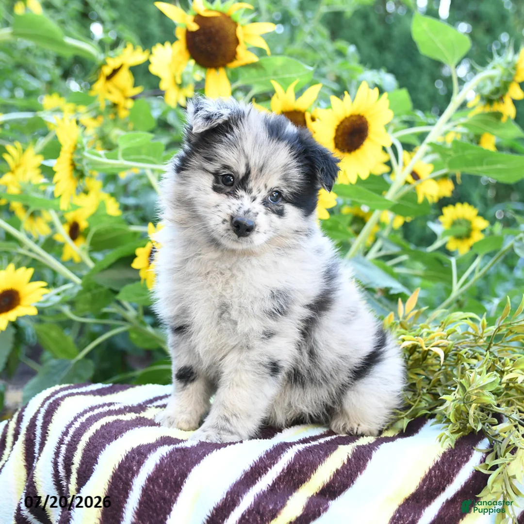 Pomsky dogs for sale: Abigail - Ad 1