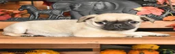 Pug dogs for sale: Brody - Ad 4