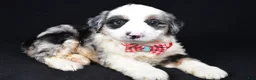 Mini Aussiedoodle dogs for sale: Winston - Ad 6