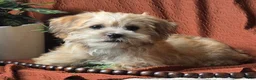 Mixed Breed dogs for sale: Teddy  - Ad 2
