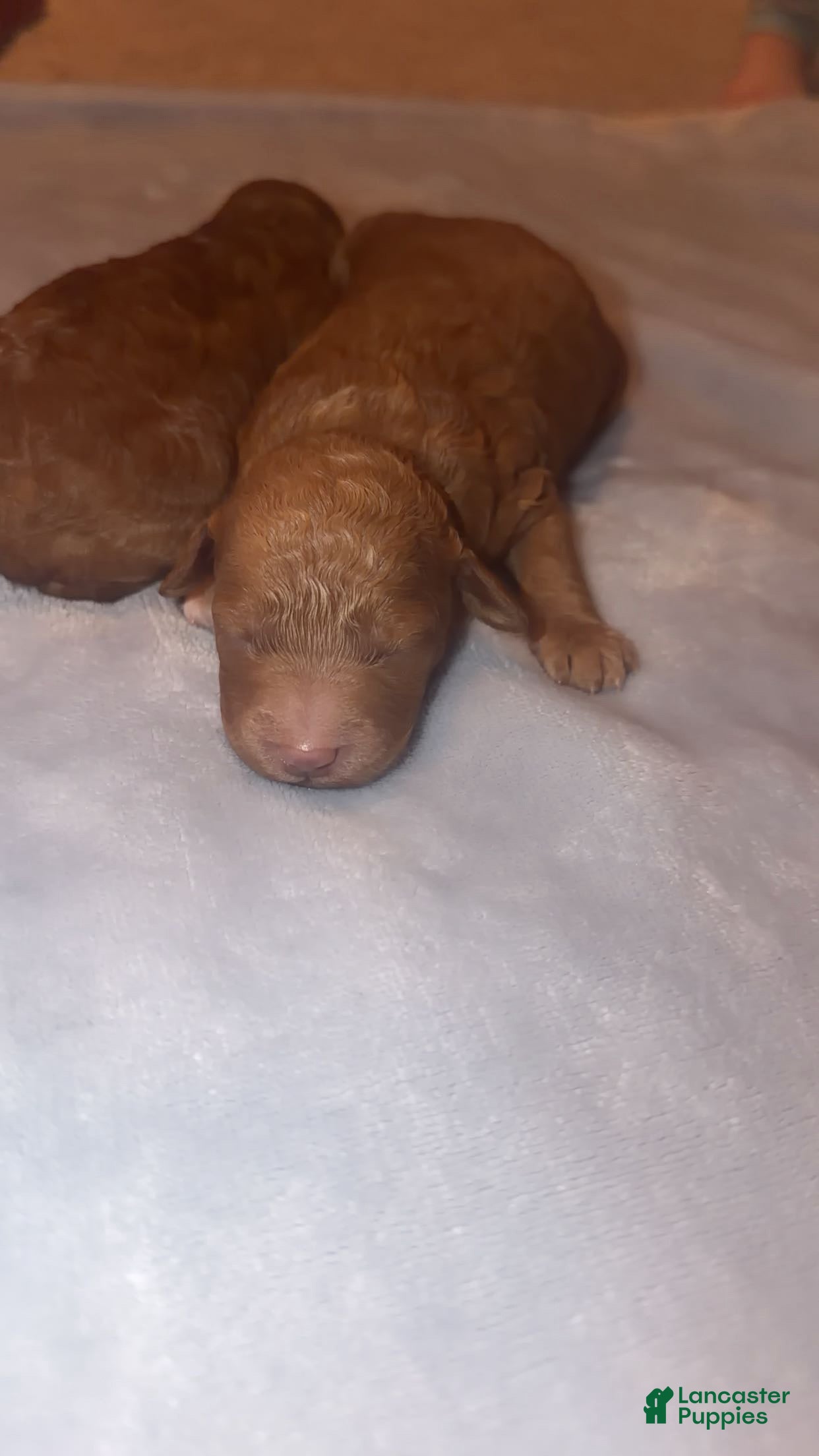 Mini Goldendoodle dogs Mini Goldendoodle Puppy 5 - Ad 13