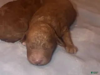 Mini Goldendoodle dogs Mini Goldendoodle Puppy 5 - Ad 13