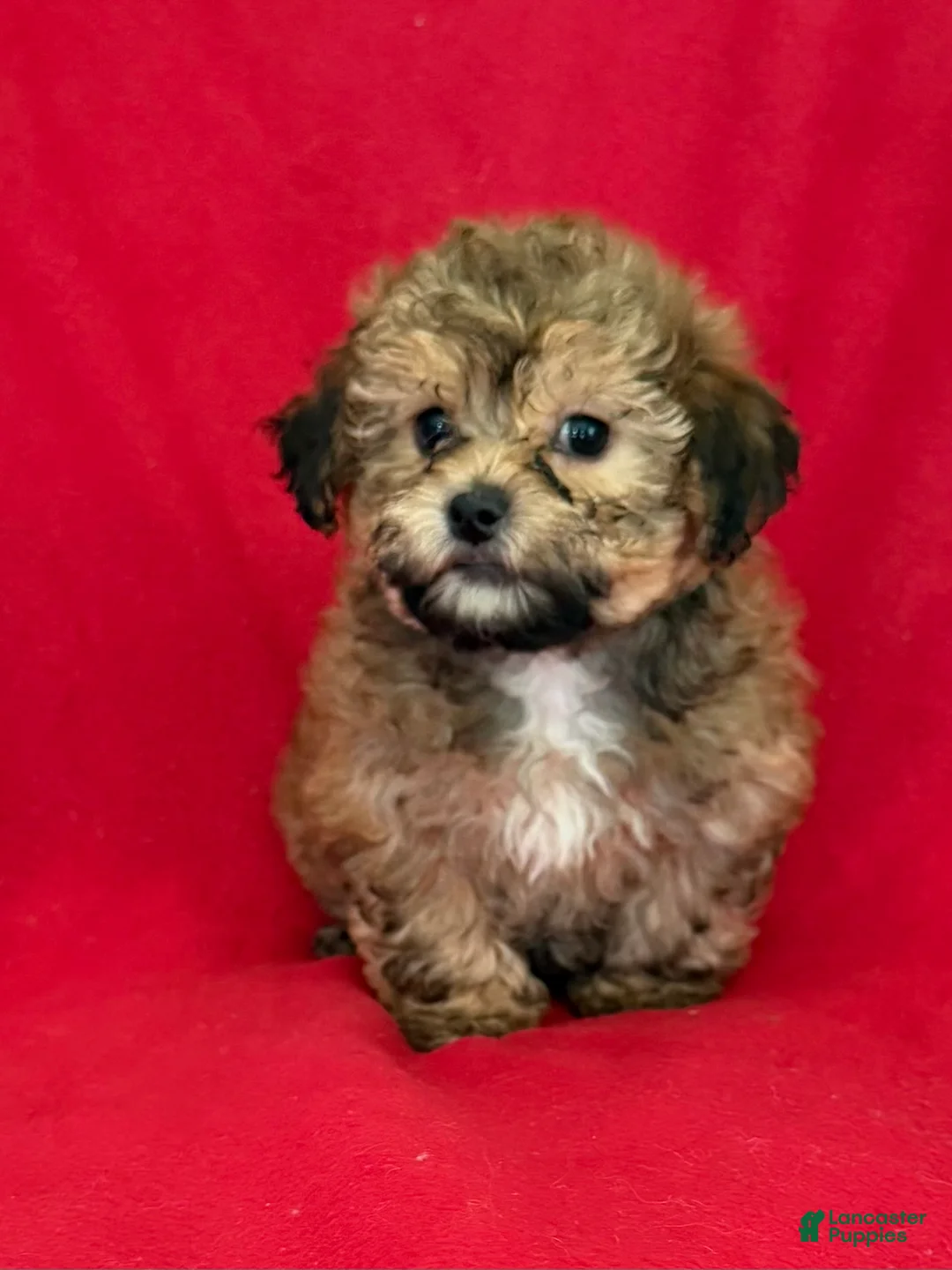 Teddy Bear dogs for sale: Landon - Ad 1