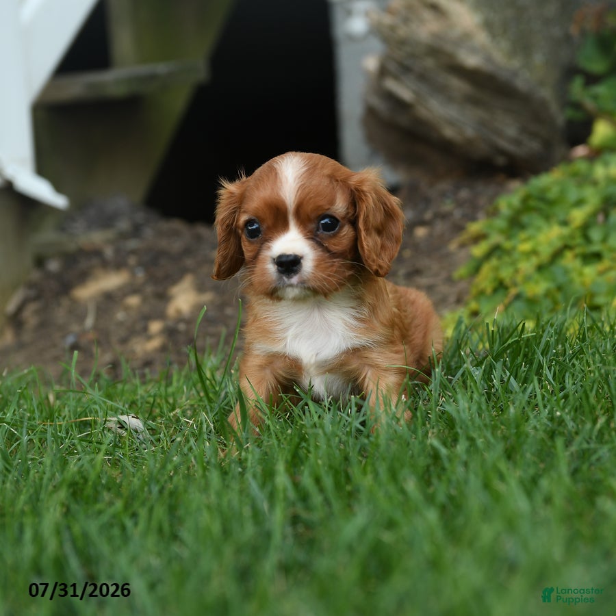 Cavalier King Charles Spaniel dogs Corvette - Ad 1