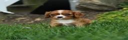 Cavalier King Charles Spaniel dogs for sale: Corvette - Ad 1