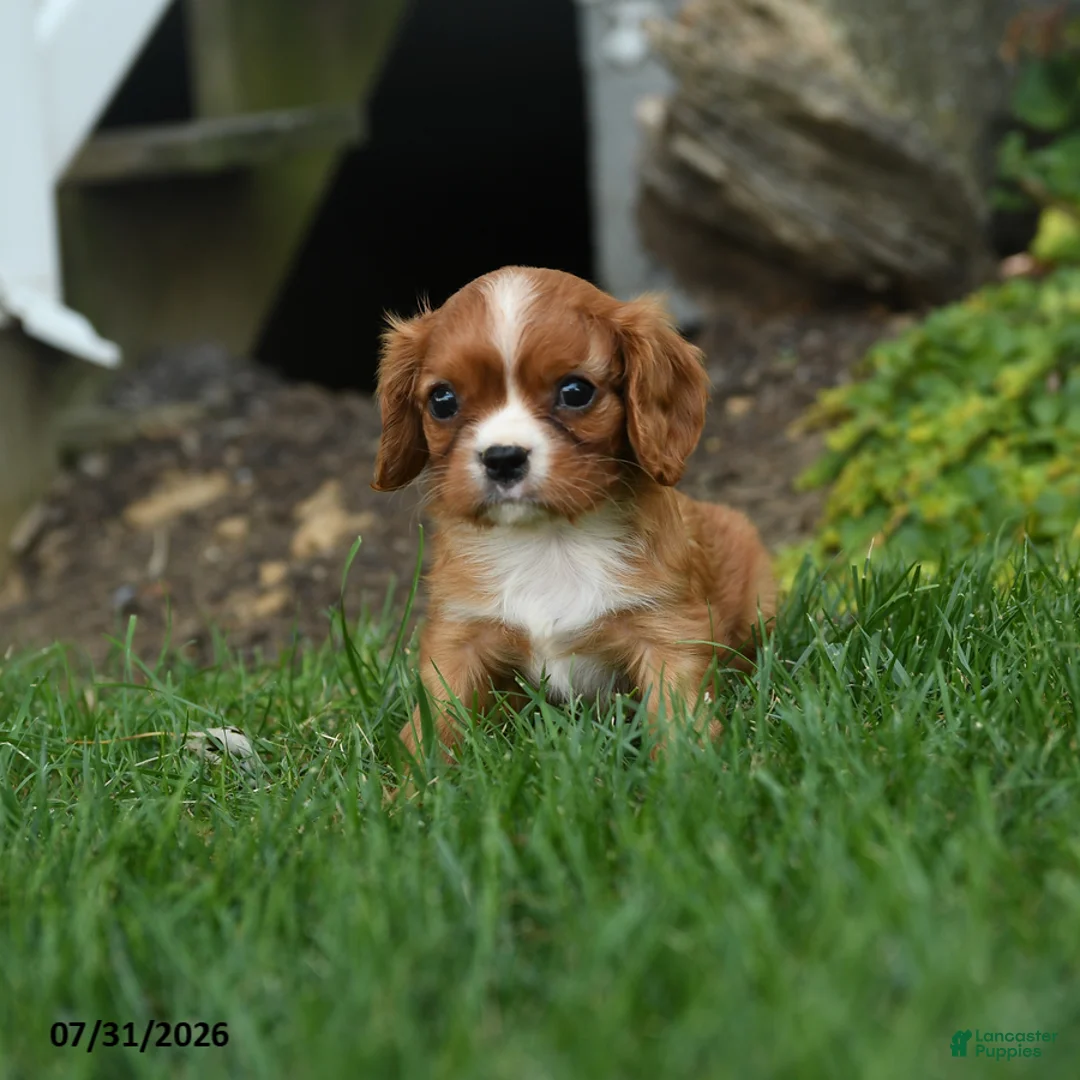 Cavalier King Charles Spaniel dogs for sale: Corvette - Ad 1