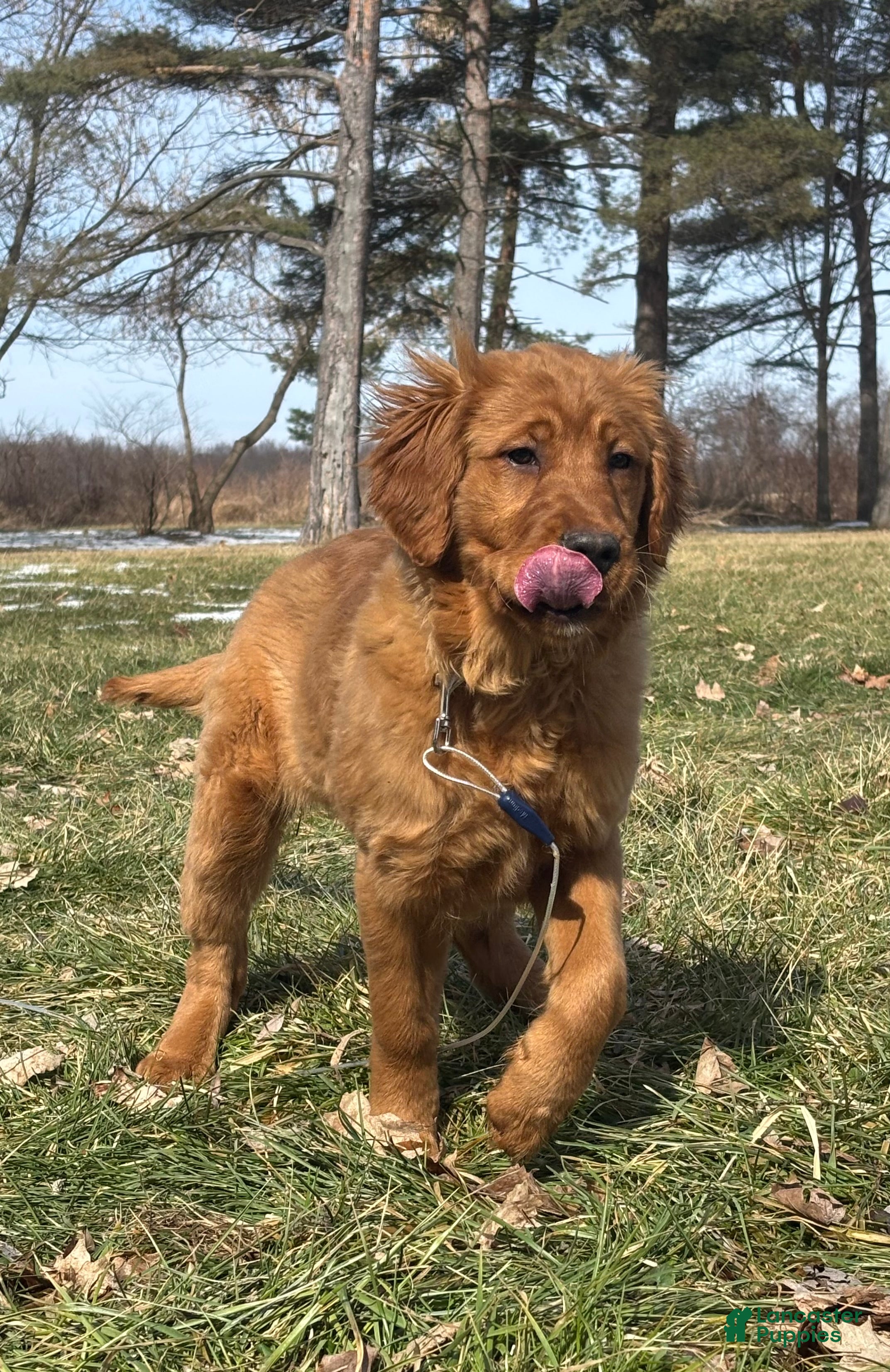 Golden Retriever dogs Trixie - Ad 1