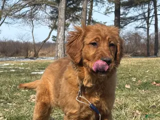 Golden Retriever dogs for sale: Trixie - Ad 2