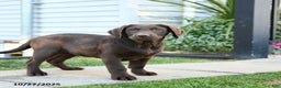 Labrador Retriever dogs for sale: Layla - Ad 2