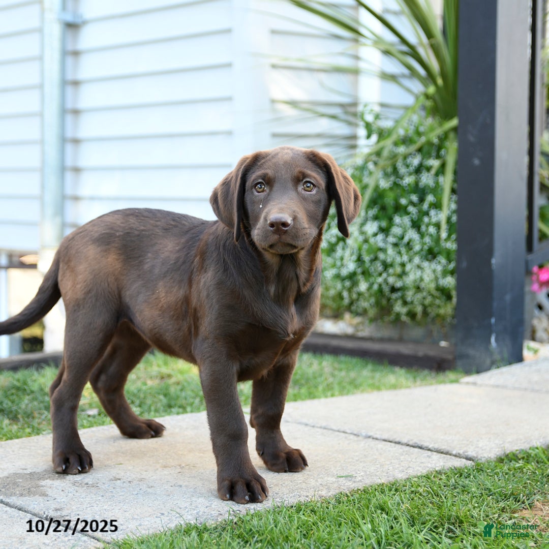 Labrador Retriever dogs for sale: Layla - Ad 2