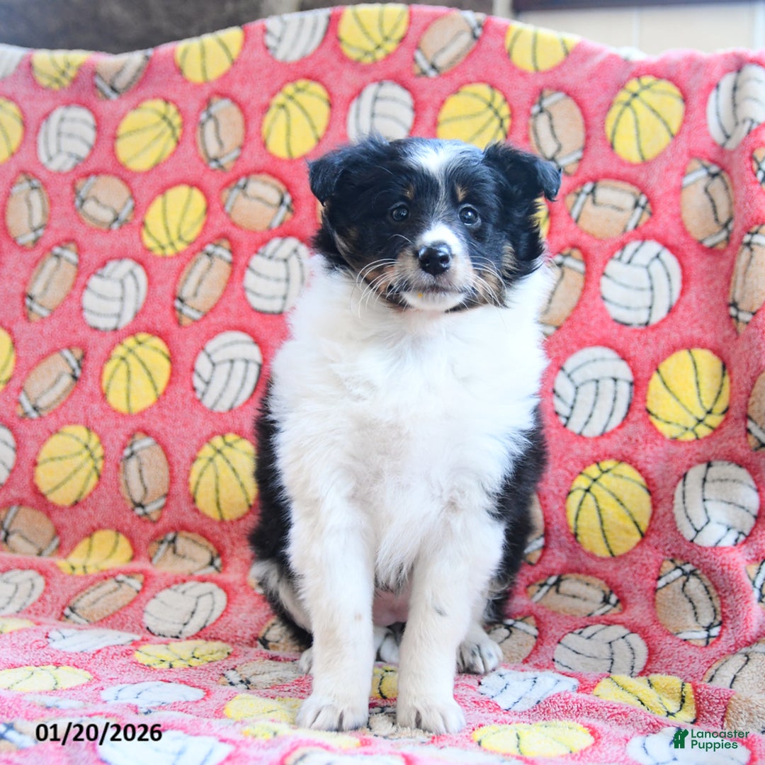 Shetland Sheepdog dogs for sale: Dream  - Ad 3