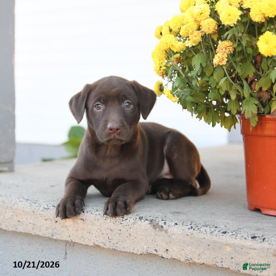 Labrador Retriever dogs for sale: Layla - Ad 2