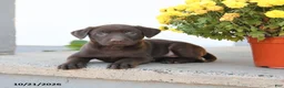 Labrador Retriever dogs for sale: Layla - Ad 2