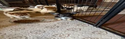 Mixed Breed dogs for sale: Mixed Breed 2 - Ad 4