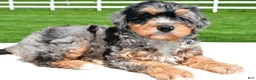 Mixed Breed dogs for sale: Brianna - Ad 5