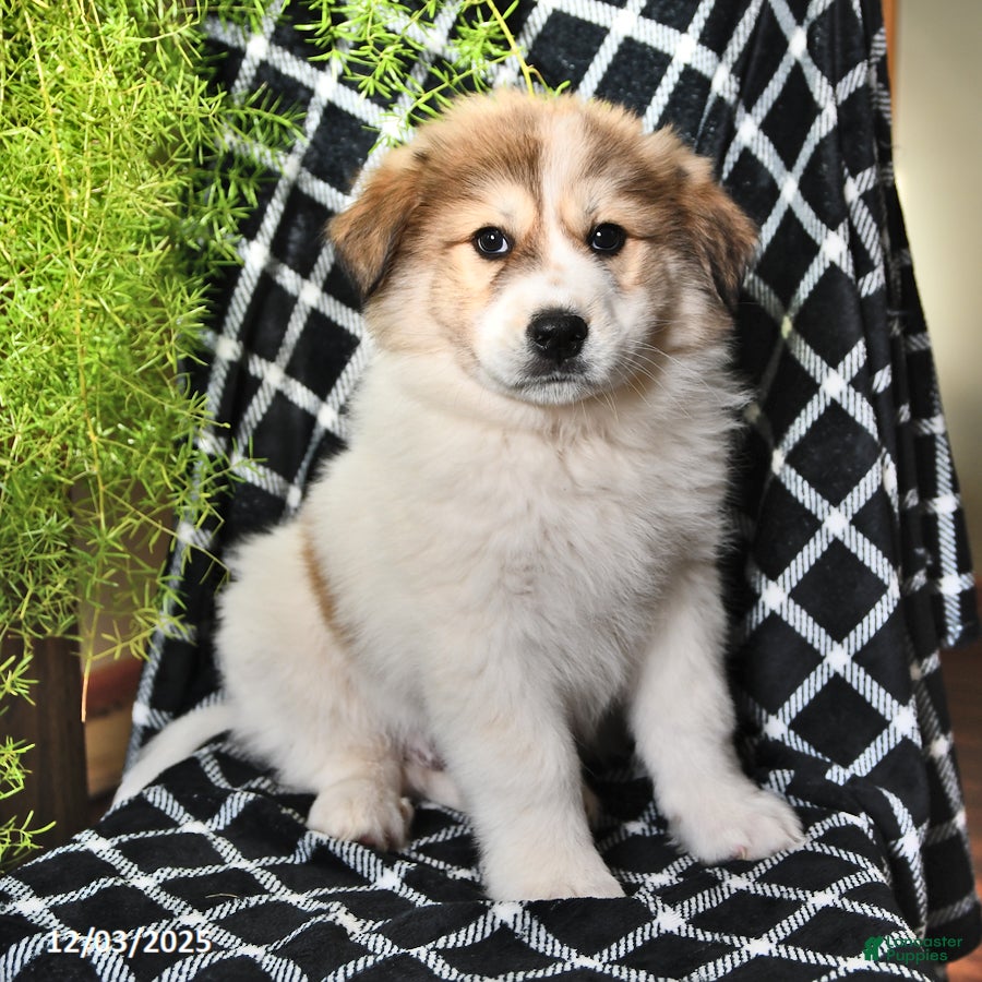 Great Pyrenees dogs Ashton - Ad 5