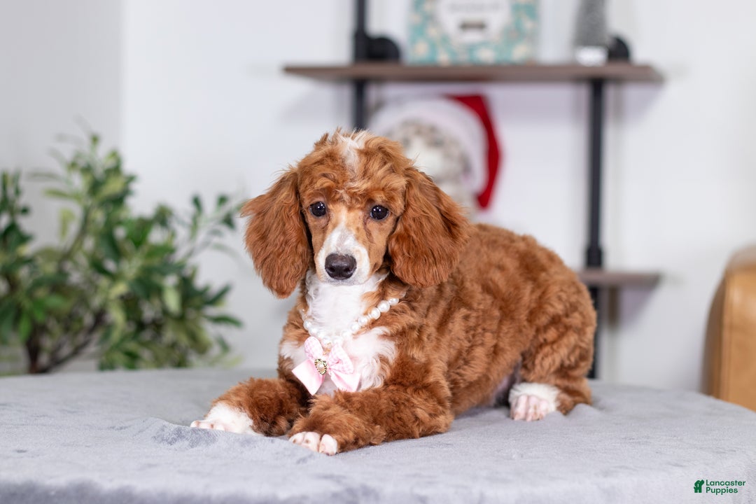 Toy Poodle dogs for sale: Waverly - Ad 3