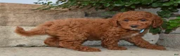 Cockapoo dogs for sale: Kenya - Ad 3