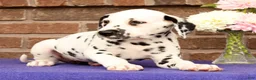 Dalmatian dogs for sale: Hannah - Ad 8