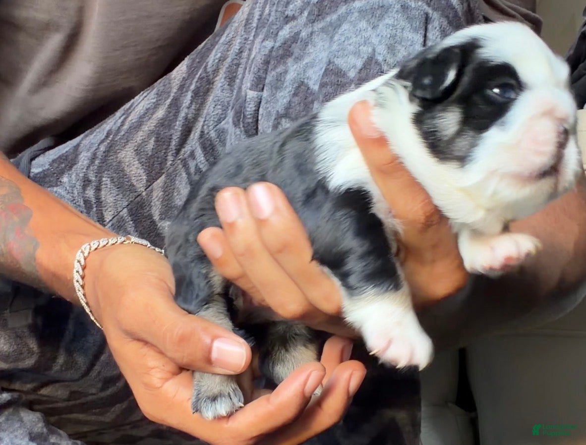 French Bulldog dogs Diamond  - Ad 1