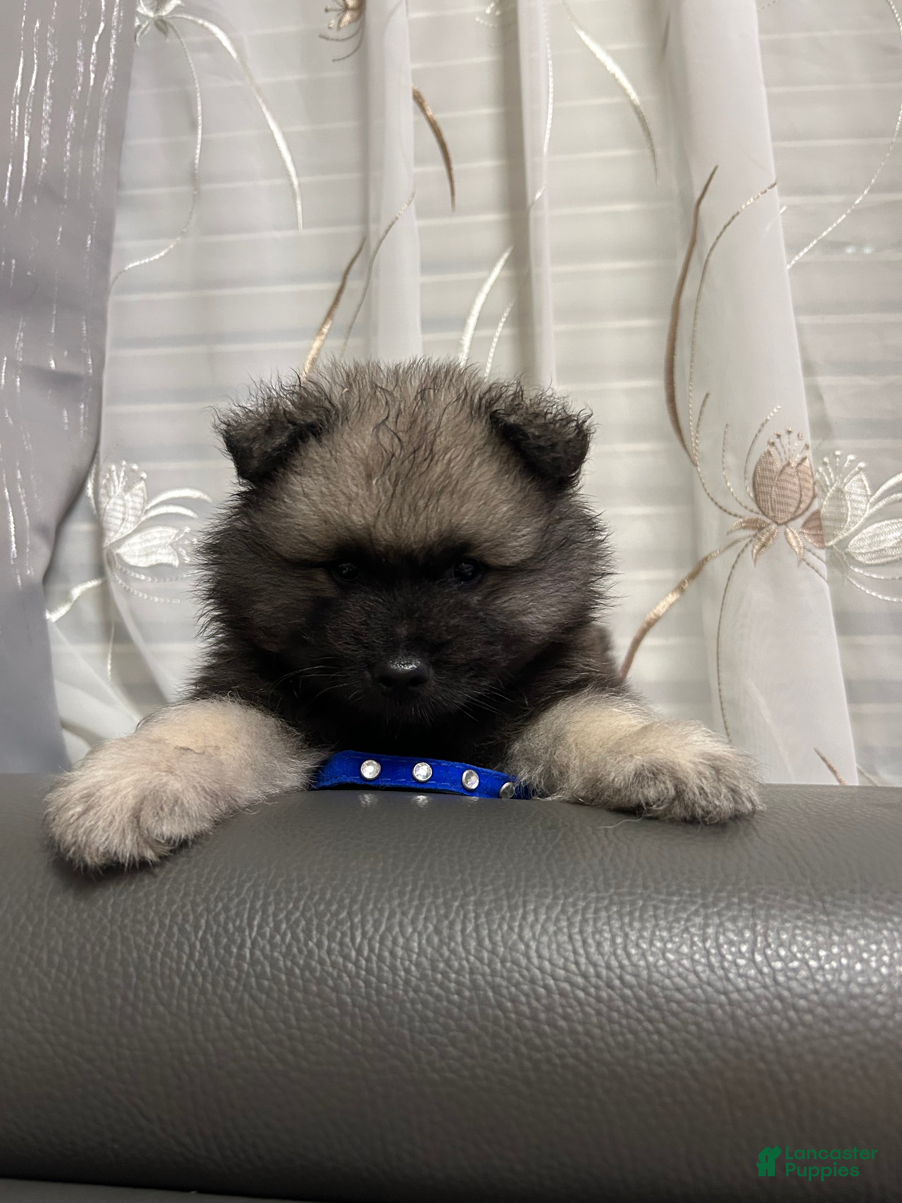 Keeshond dogs Teddy  - Ad 11