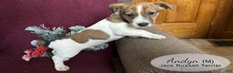 Jack Russell Terrier dogs for sale: Andyn - Ad 2