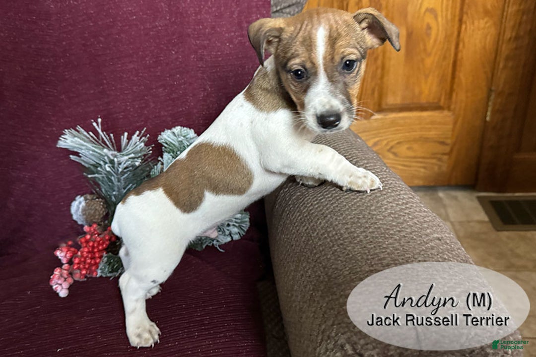 Jack Russell Terrier dogs for sale: Andyn - Ad 2