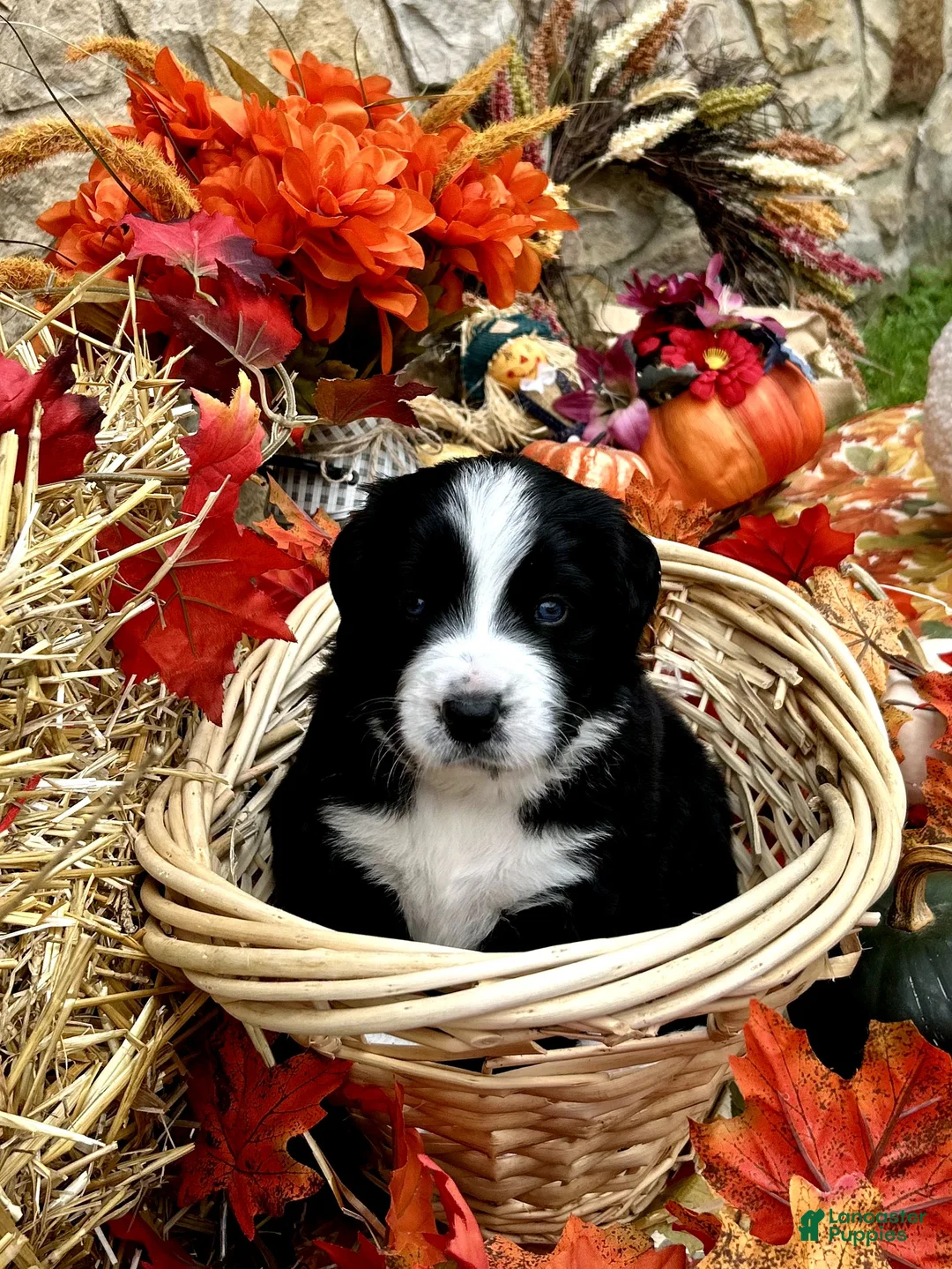 Mixed Breed dogs for sale: Sarge - Ad 2