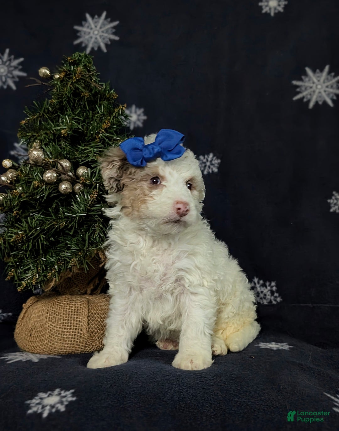 Mini Bernedoodle dogs for sale: Becca Hypoallergenic Ready for Christmas - Ad 2