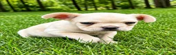 French Bulldog dogs for sale: French Bulldog Male LEO - Ad 2
