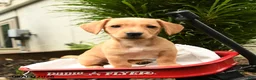 Mixed Breed dogs for sale: Aura - Ad 3