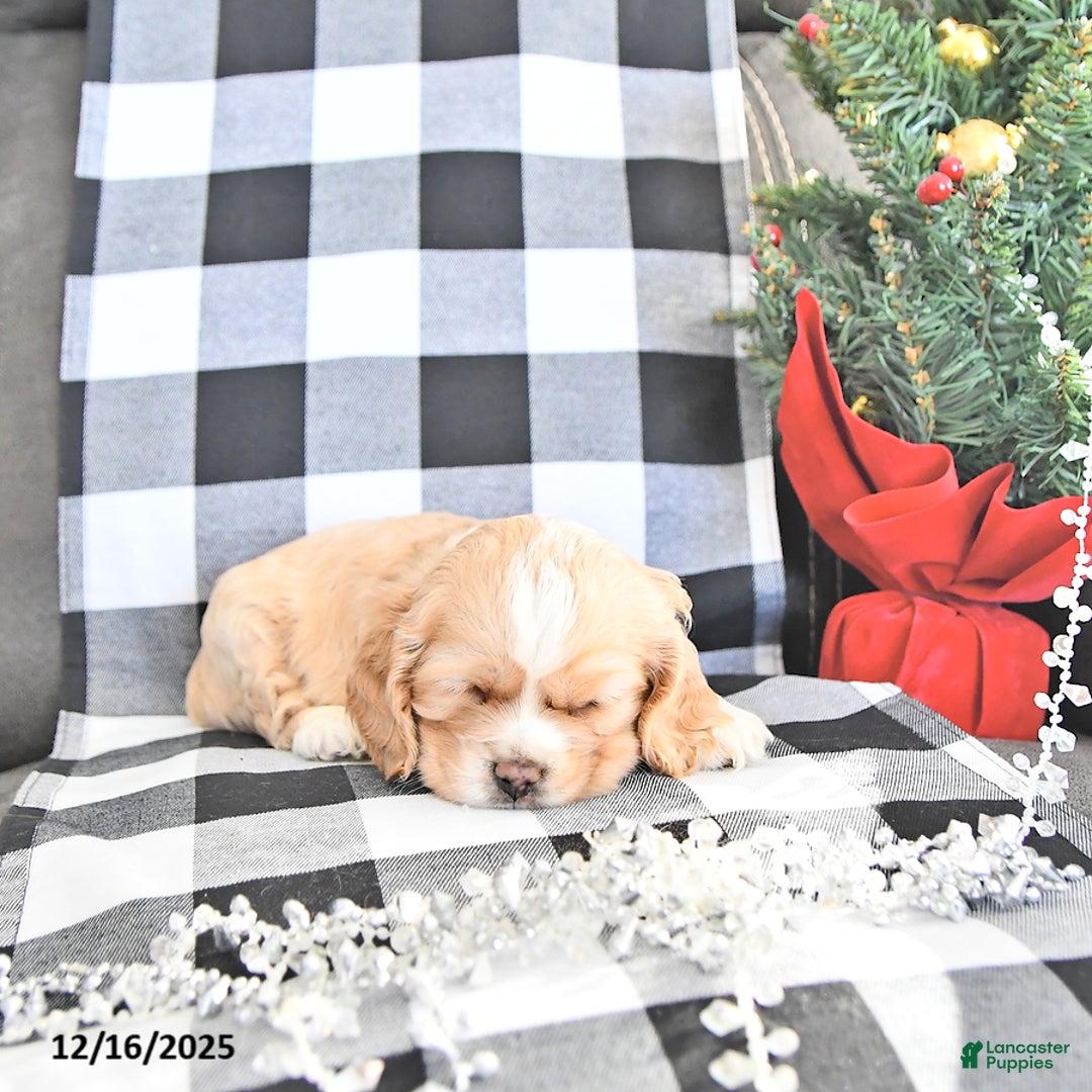 Cocker Spaniel dogs for sale: Merry - Ad 3