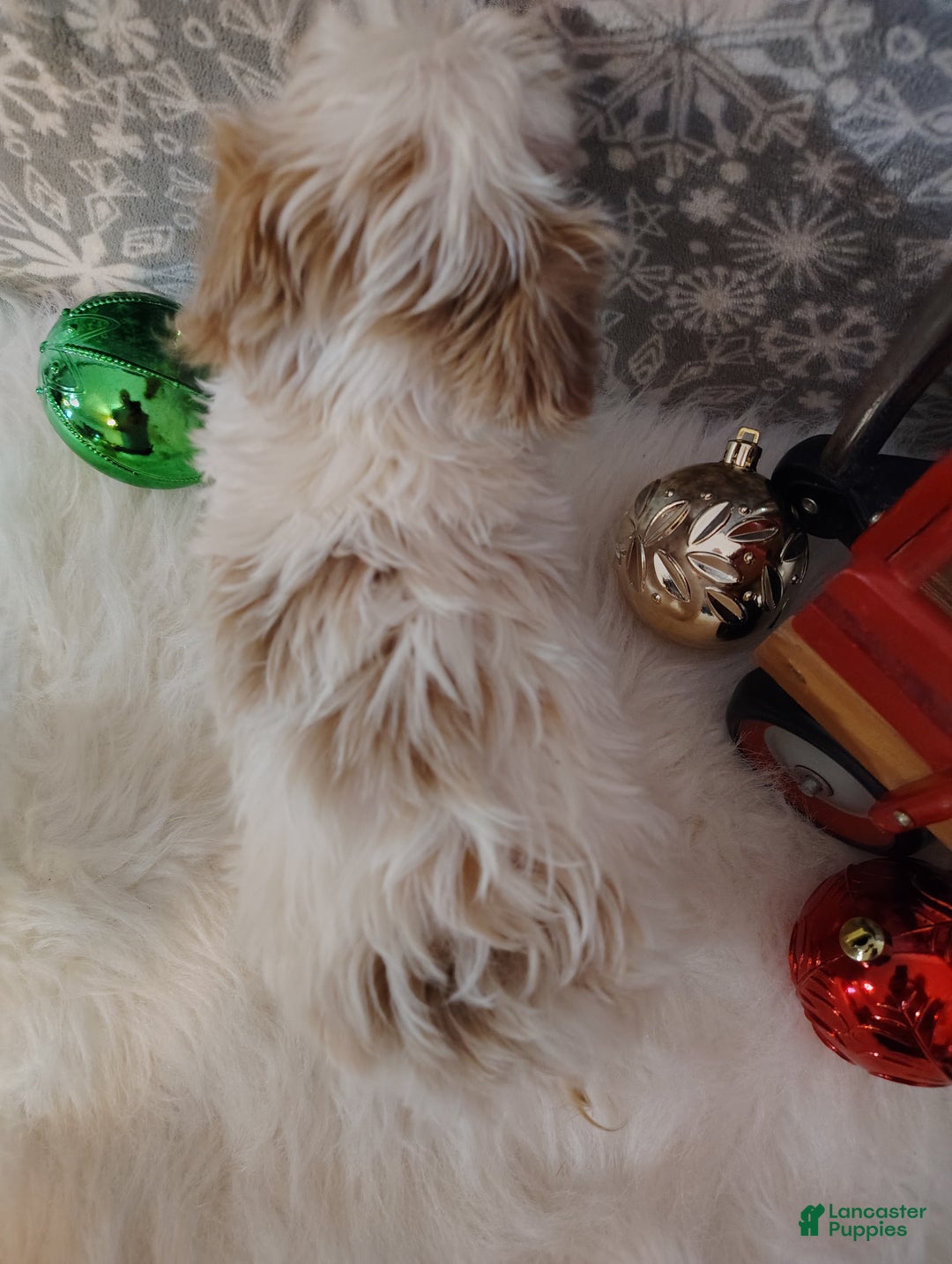 Maltipoo dogs for sale: Mila - Ad 7