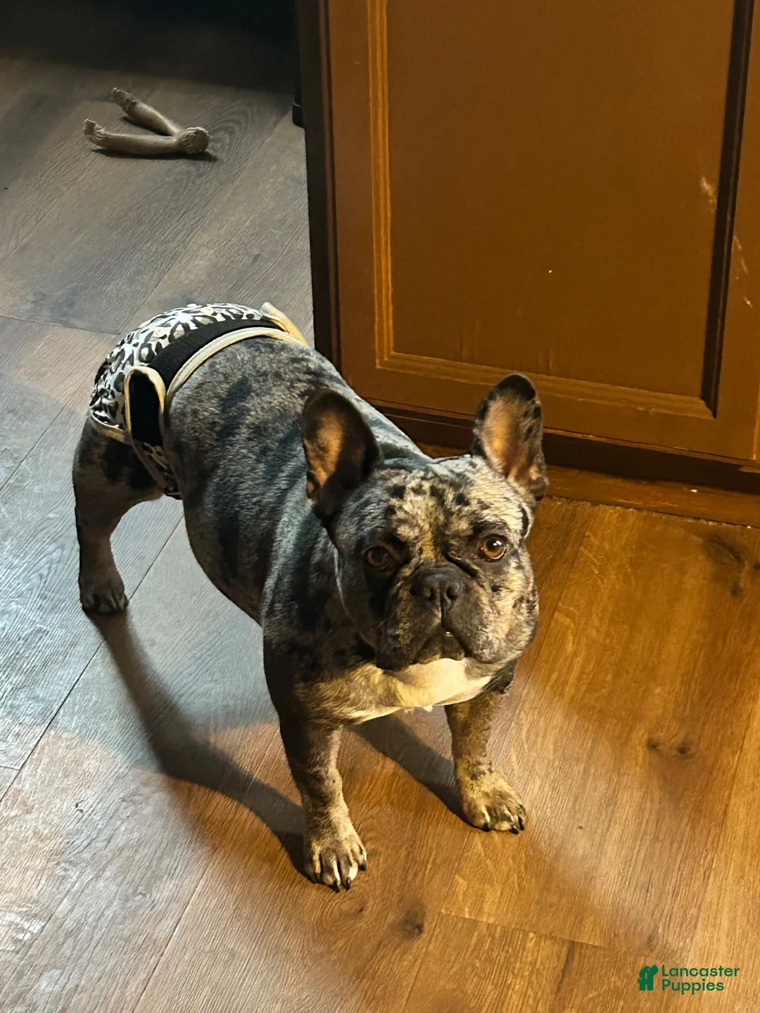French Bulldog dogs for sale: King - Ad 2