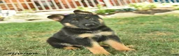 German Shepherd dogs for sale: Tank  - Ad 5