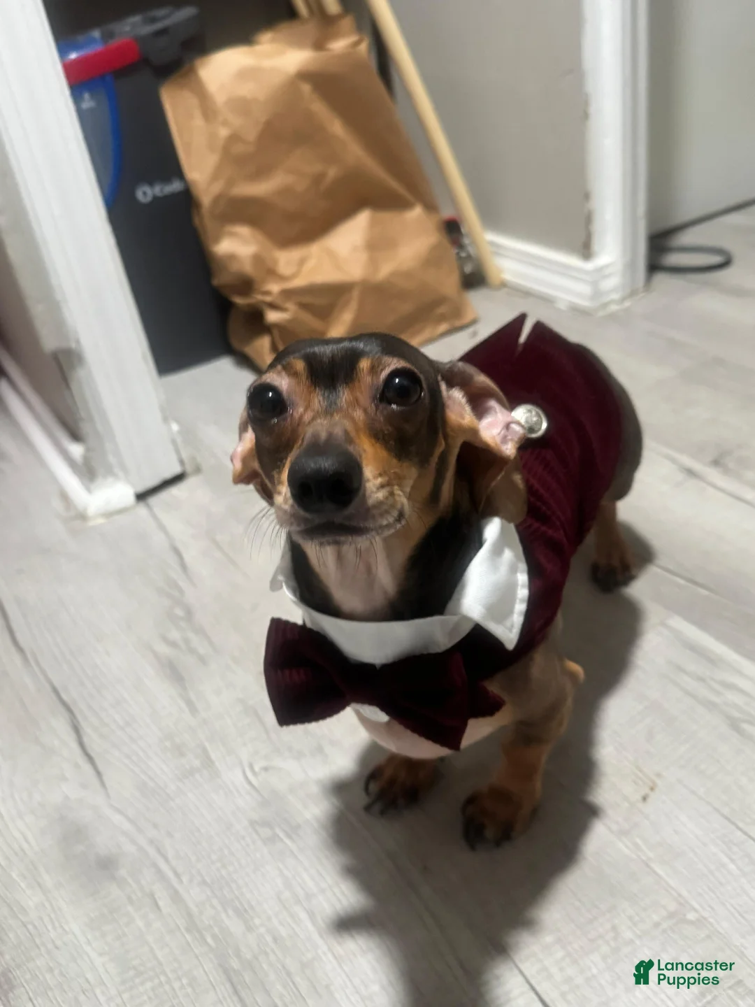 Chiweenie dogs for sale: Chiweenie Puppy 1 - Ad 5