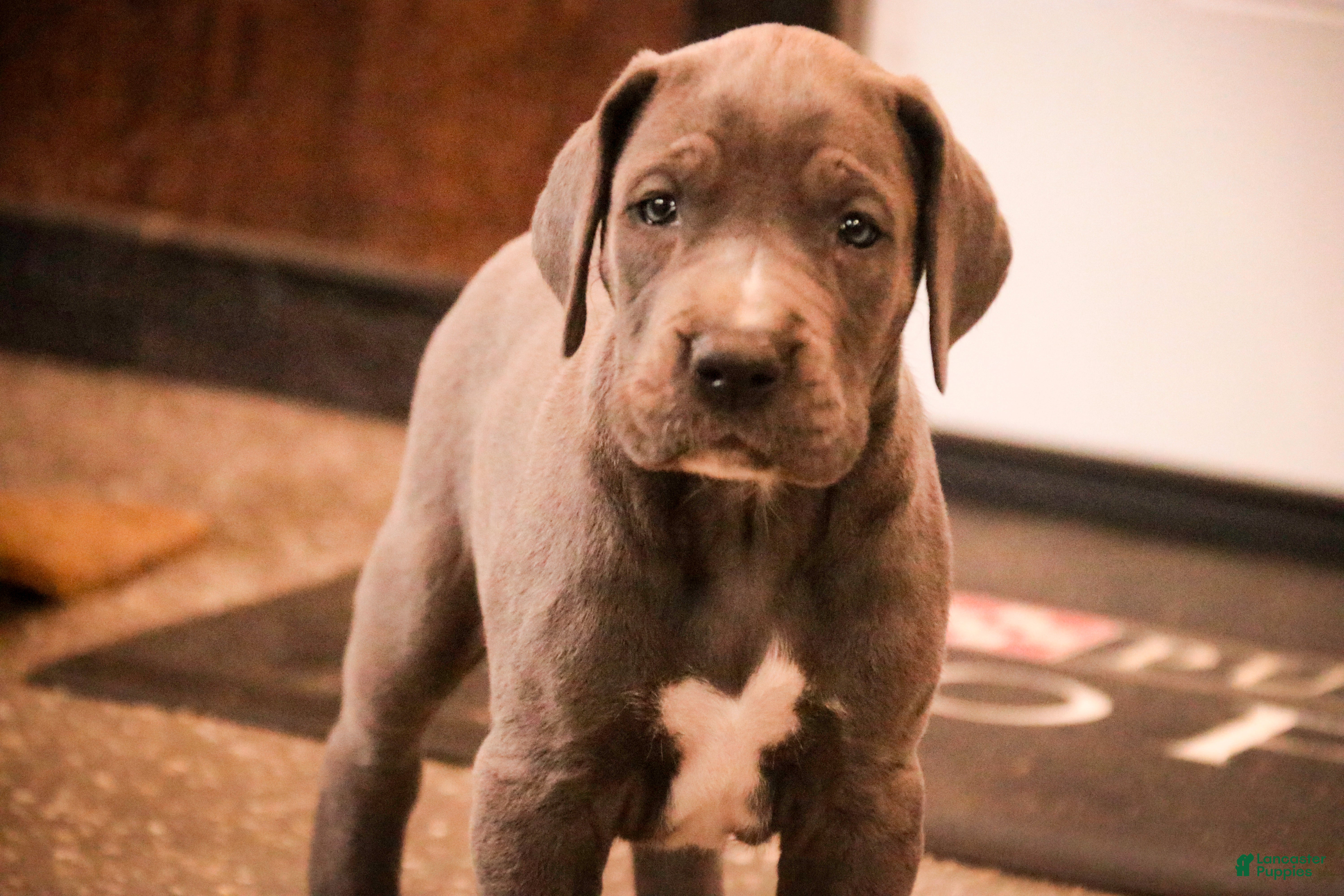 Great Dane dogs Clarabel - Ad 29