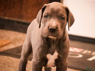 Great Dane dogs Clarabel - Ad 35