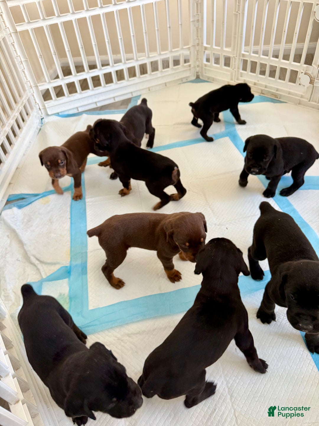 Mixed Breed dogs for sale: Blue - Ad 1