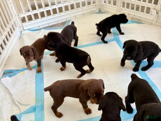 Mixed Breed dogs Blue - Ad 5