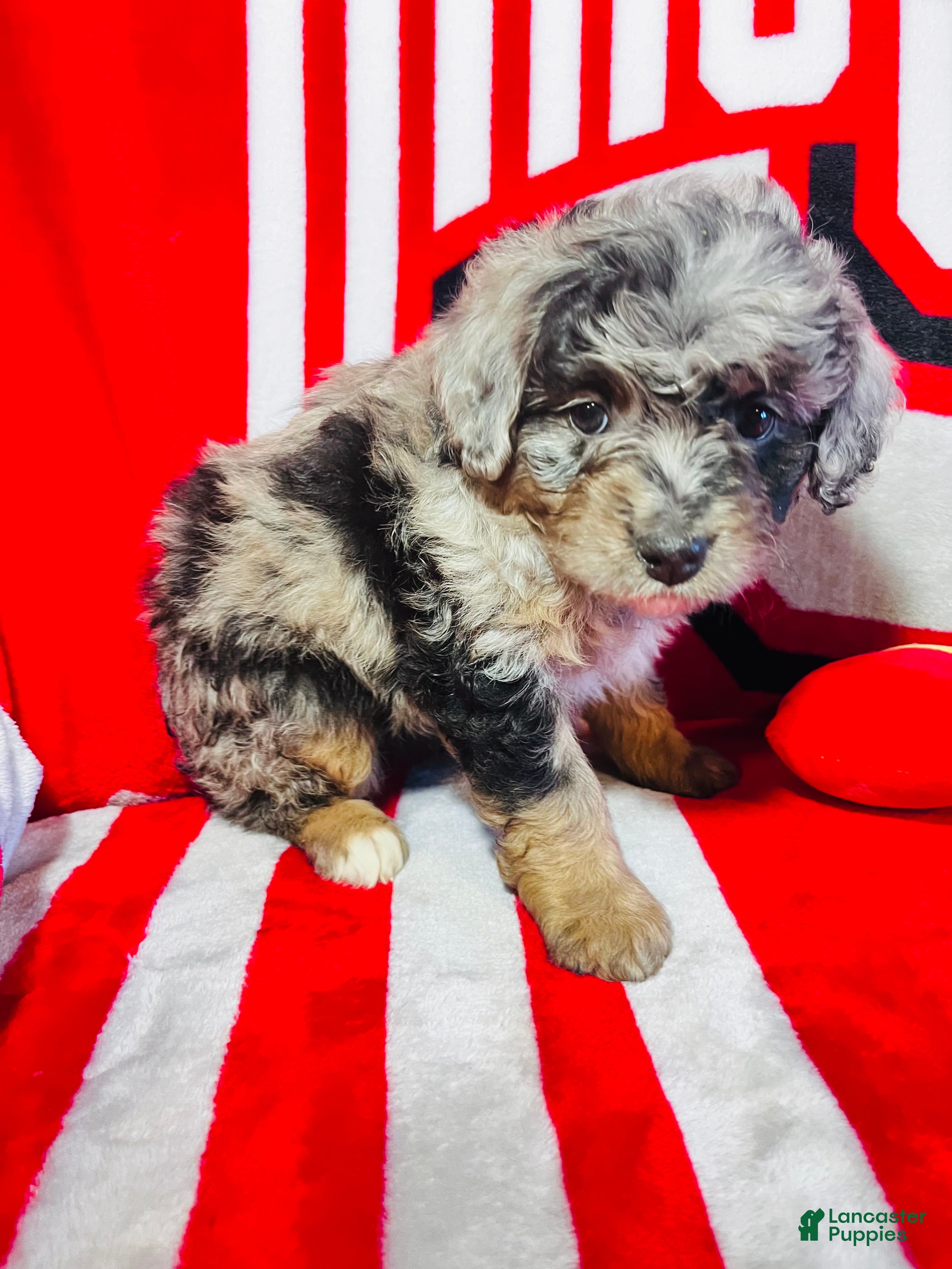 Mini Aussiedoodle dogs Joy-Merle - Ad 1