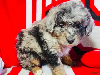 Mini Aussiedoodle dogs for sale: Joy-Merle - Ad 1