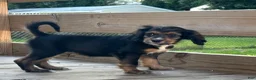 Mixed Breed dogs for sale: Milo - Ad 1