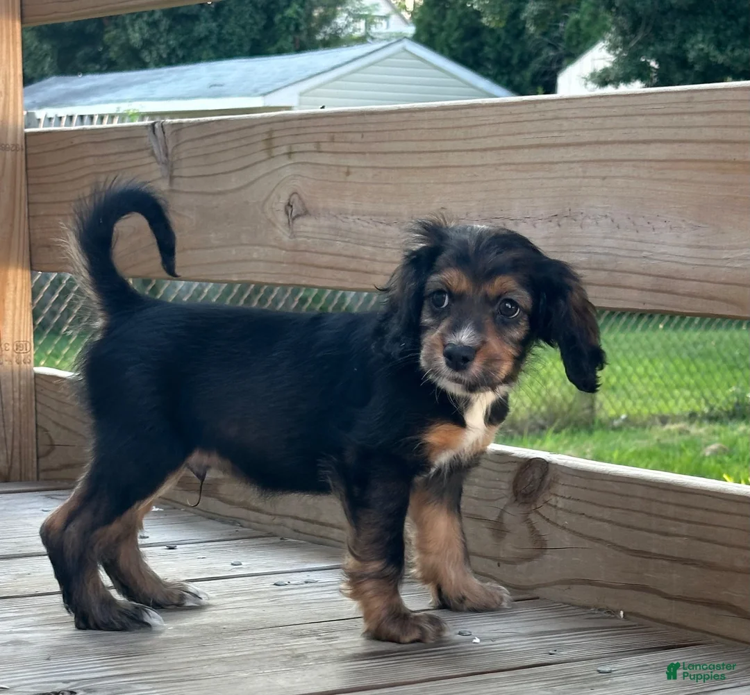 Mixed Breed dogs for sale: Milo - Ad 1