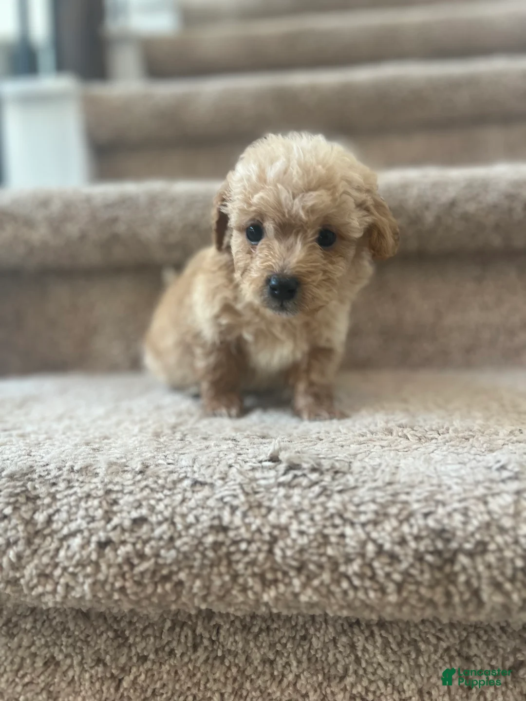 Maltipoo dogs for sale: Briana - Ad 7